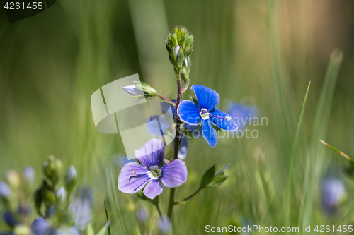 Image of Blue summer flowers