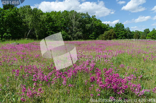 Image of Purple summer meadow
