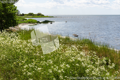 Image of Summer flowers by the coast