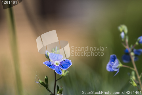 Image of Single small summer flower