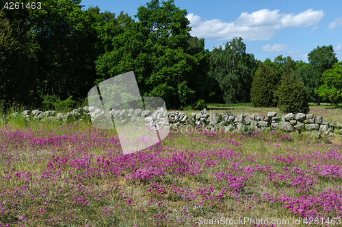 Image of Purple summer flowers in a landscapel