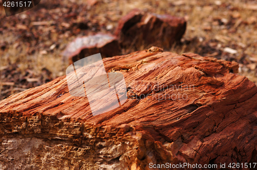 Image of Petrified-Forest-National-Park, Arizona, USA