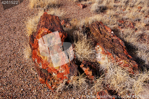 Image of Petrified-Forest-National-Park, Arizona, USA