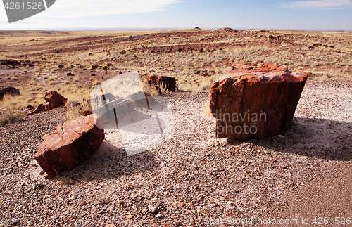 Image of Petrified-Forest-National-Park, Arizona, USA