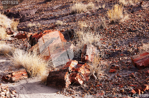 Image of Petrified-Forest-National-Park, Arizona, USA