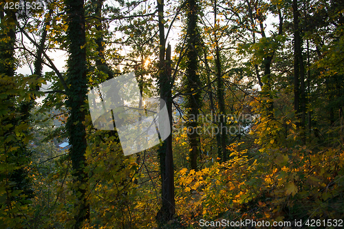 Image of Autumn Forest