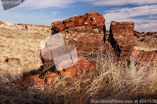 Image of Petrified-Forest-National-Park, Arizona, USA