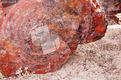 Image of Petrified-Forest-National-Park, Arizona, USA