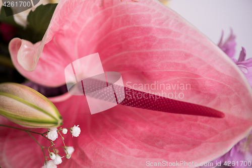 Image of close up colorful flowers