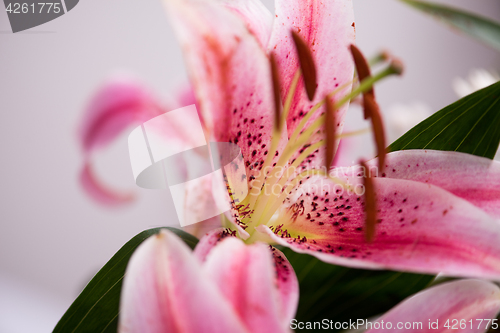 Image of close up colorful flowers