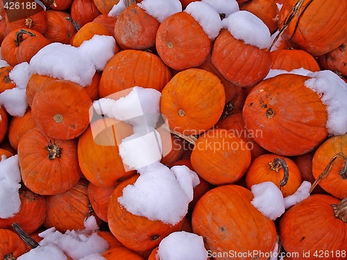 Image of Pumpkins_1