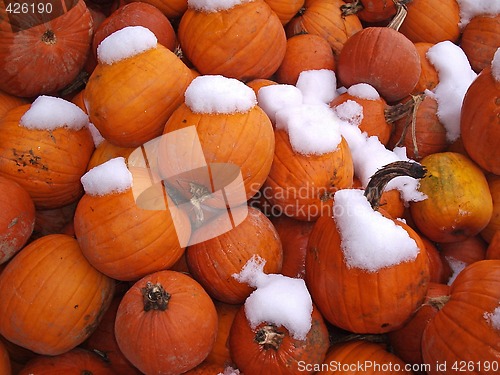 Image of Pumpkins_1