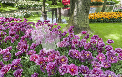 Image of Tulip field in Keukenhof Gardens, Lisse, Netherlands