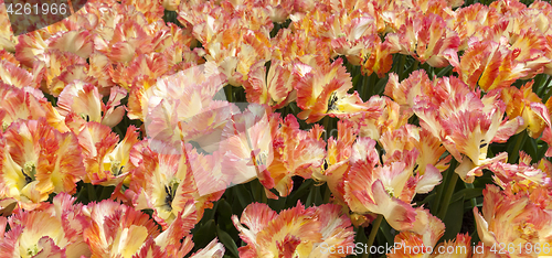 Image of The tulip field in Netherlands