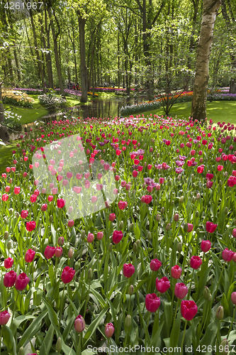 Image of The tulip field in Netherlands