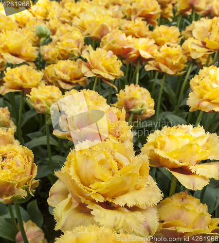 Image of Tulip field in Keukenhof Gardens, Lisse, Netherlands