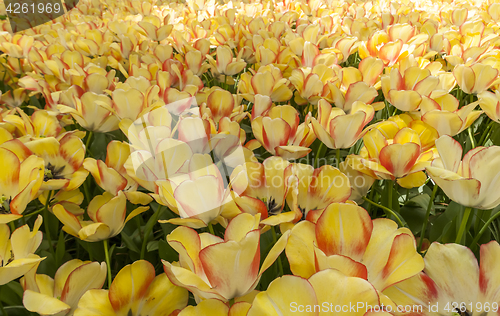 Image of Tulip field in Keukenhof Gardens, Lisse, Netherlands