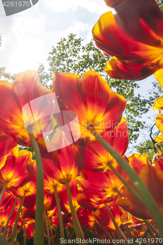 Image of Tulip field in Keukenhof Gardens, Lisse, Netherlands