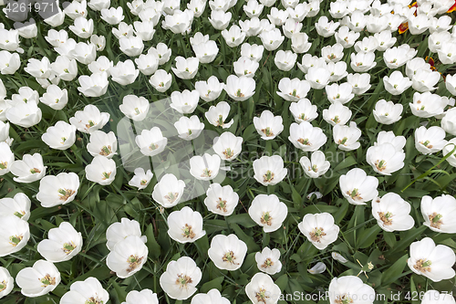 Image of Tulip field in Keukenhof Gardens, Lisse, Netherlands