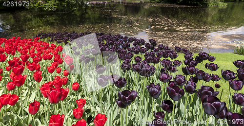 Image of Tulip field in Keukenhof Gardens, Lisse, Netherlands