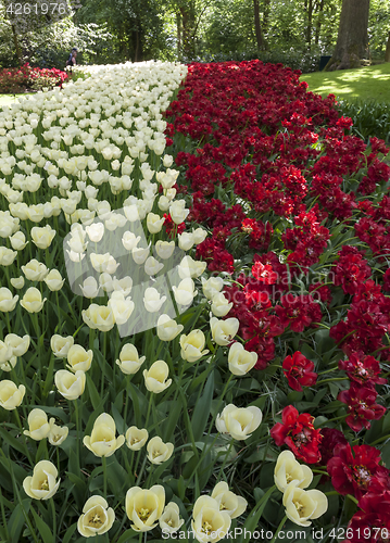 Image of The tulip field in Netherlands