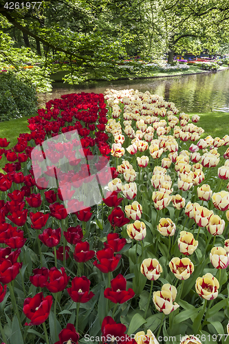 Image of The tulip field in Netherlands