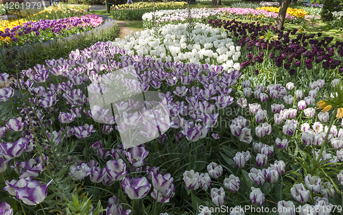 Image of The tulip field in Netherlands