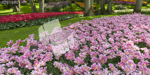 Image of The tulip field in Netherlands