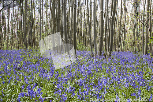 Image of Bluebell