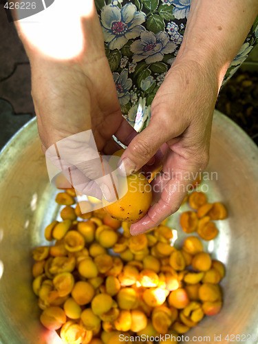 Image of Granny cleans apricot