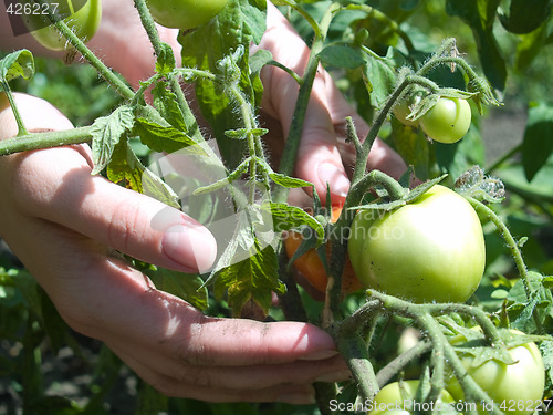 Image of Plant care