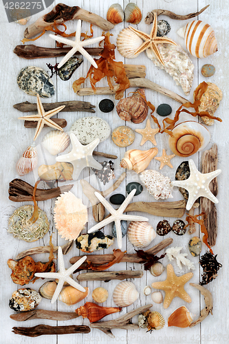Image of Seashell and Driftwood Beauty