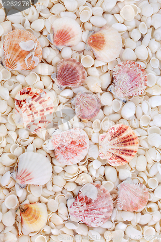 Image of Seashell Abstract Background