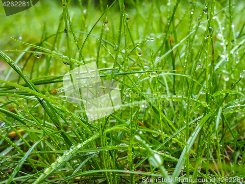 Image of Water droplets on grass from rain at early morning up close