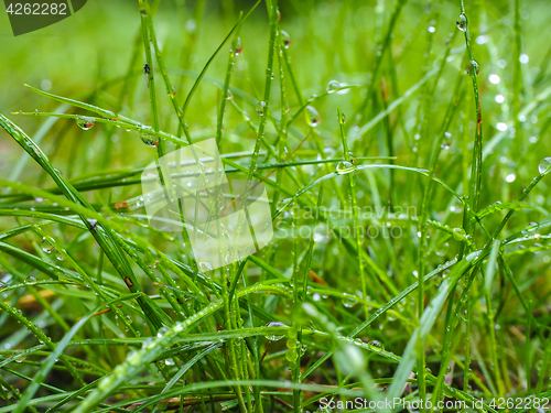 Image of Water droplets on grass from rain at early morning up close