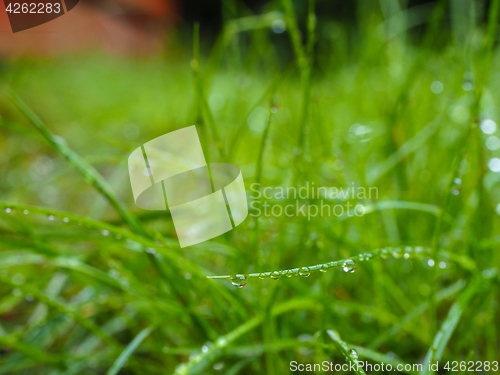 Image of Water droplets on grass from rain at early morning up close