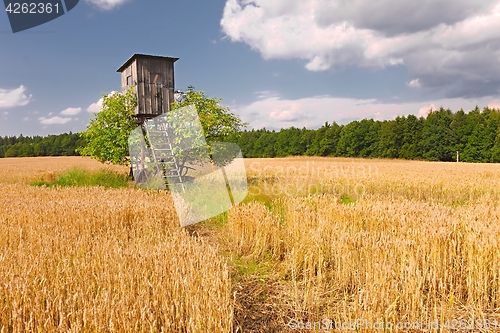 Image of Wheat field detail