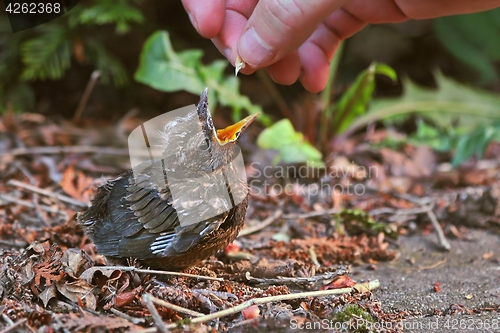 Image of Young baby bird being fed