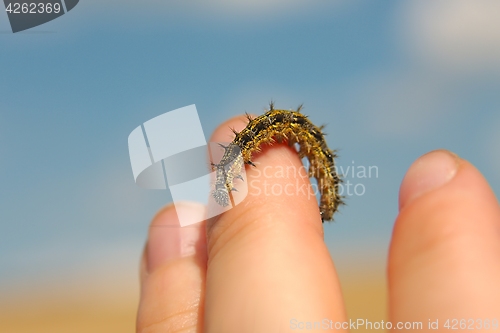 Image of Caterpillar crawling on fingers