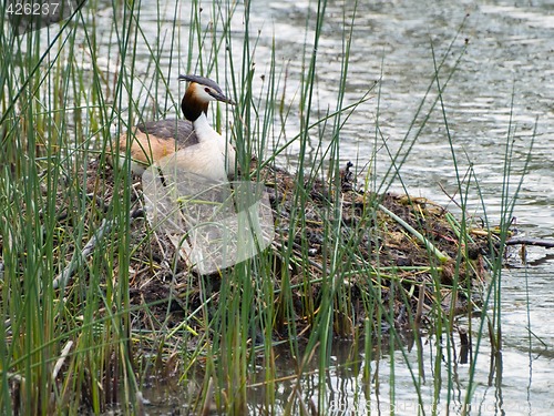 Image of Great Crested Grebe