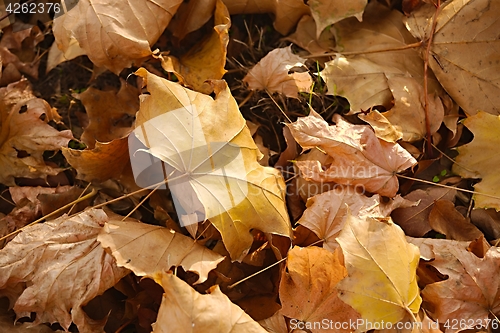 Image of Fallen autumn leaves