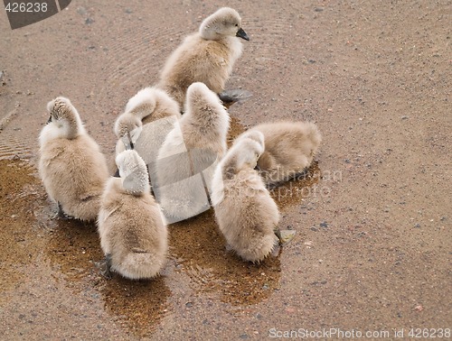 Image of Cygnets