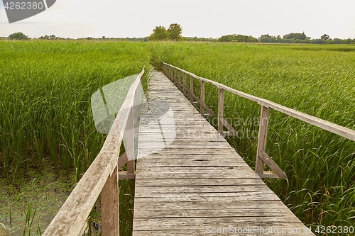 Image of Swamp walking path