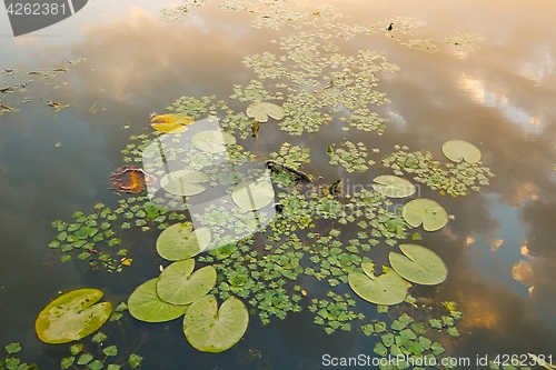 Image of Water surface with plants