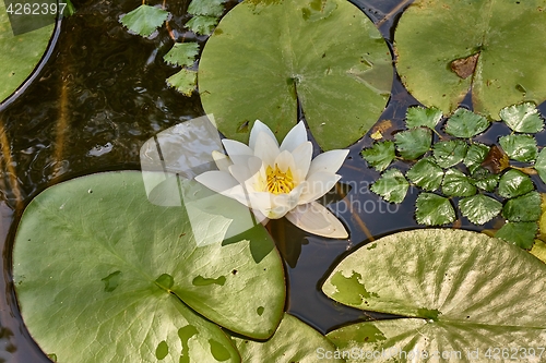 Image of White Water Lily