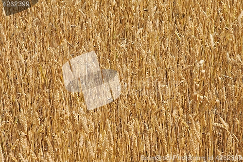 Image of Wheat field detail