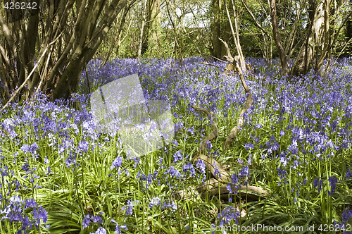 Image of Bluebell