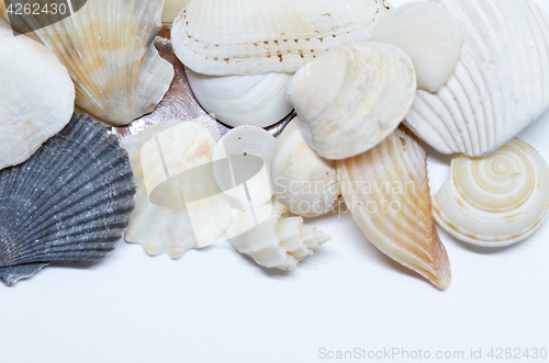 Image of Sea shells scraped together