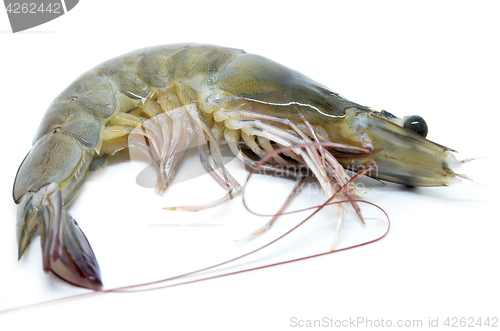 Image of Fresh raw prawns