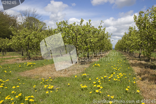 Image of Apple orchard